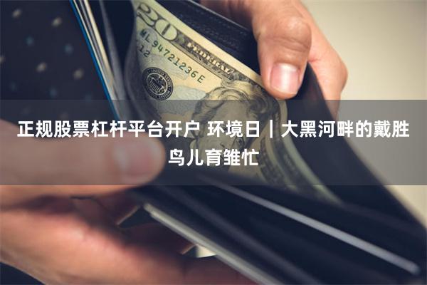 正规股票杠杆平台开户 环境日｜大黑河畔的戴胜鸟儿育雏忙